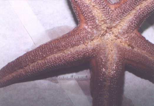 Image of ochre sea star