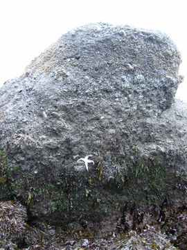 Image of ochre sea star