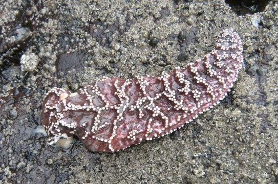 Image of ochre sea star