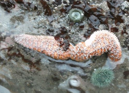 Image of ochre sea star