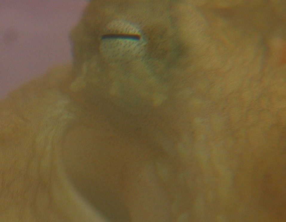 Image of Octopus