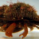 Image of Bering hermit crab