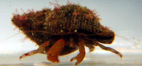 Image of Bering hermit crab