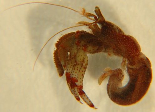 Image of Bering hermit crab