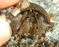 Image of Bering hermit crab
