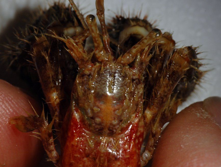 Image of bluespine hermit crab