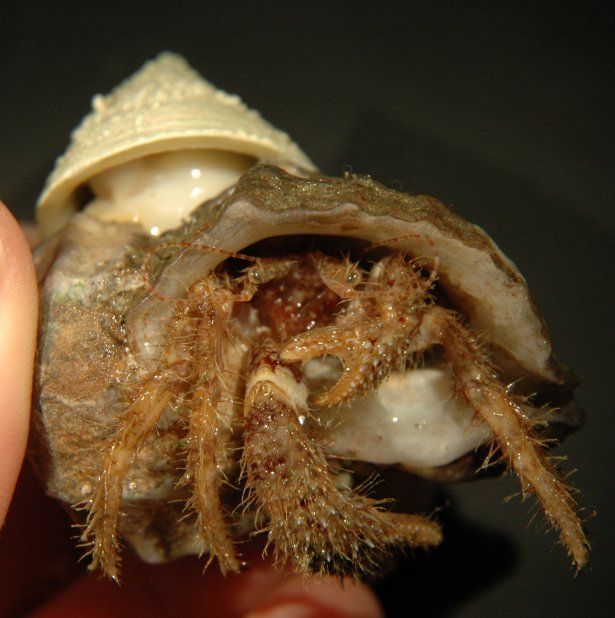 Image of bluespine hermit crab