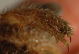 Image of bluespine hermit crab