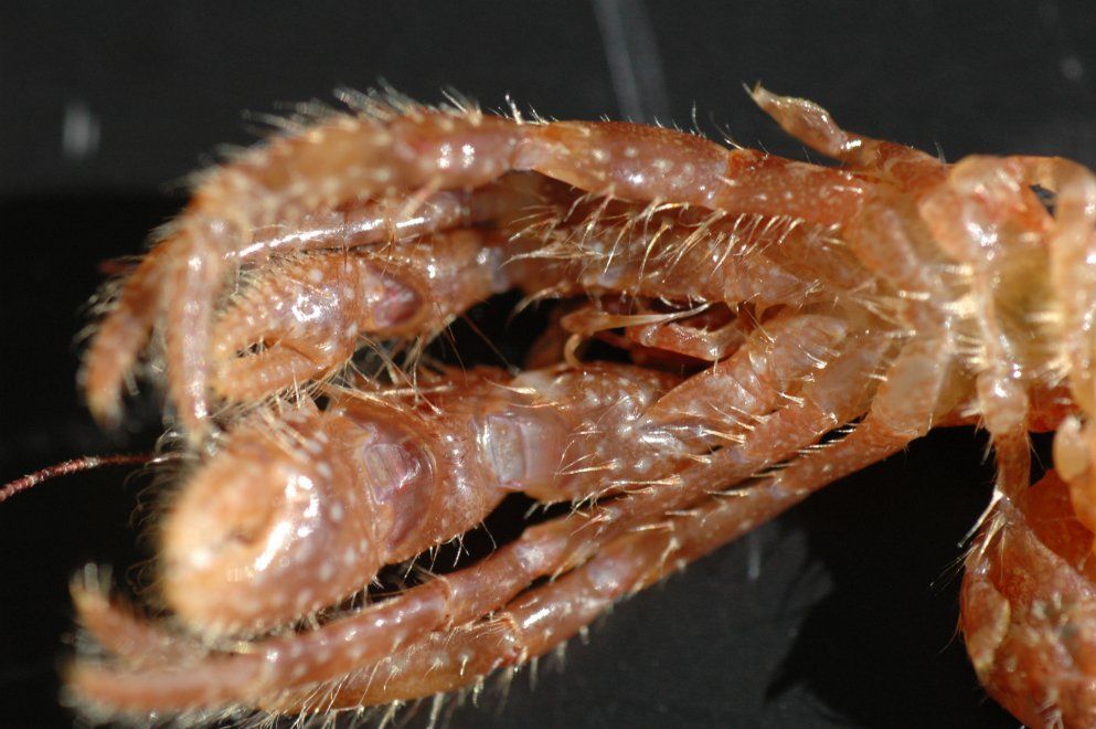 Image of bluespine hermit crab