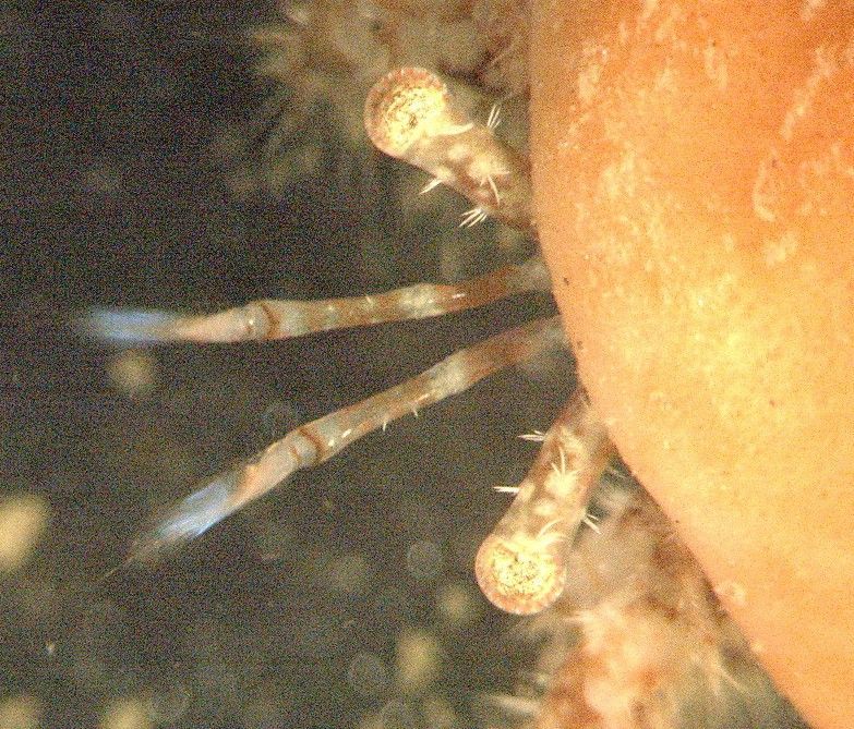 Image of bluespine hermit crab