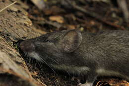 Image of Nelson's spiny pocket mouse