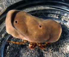 Image of bluespine hermit crab