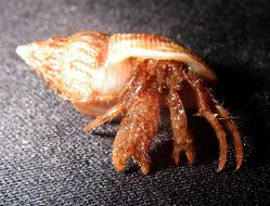 Image of Quayle's hermit crab