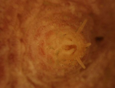 Image of platter sea cucumber