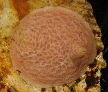 Image of platter sea cucumber