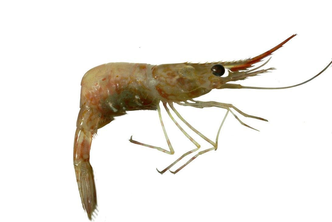 Image of yellow-legged shrimp