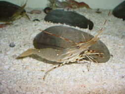 Image of California Spot Prawn