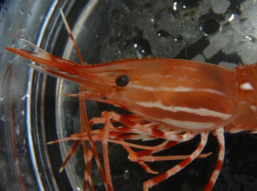 Image of California Spot Prawn