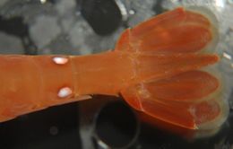 Image of California Spot Prawn