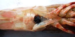 Image of California Spot Prawn