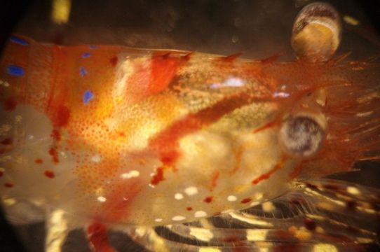 Image of roughpatch shrimp