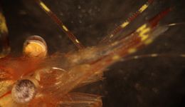 Image of roughpatch shrimp