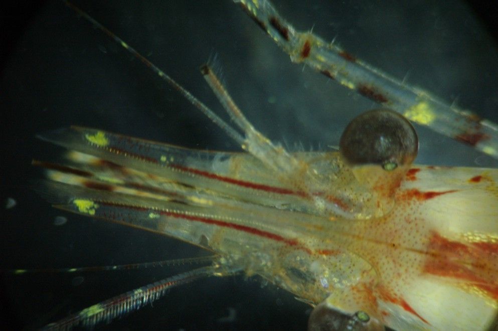 Image of roughpatch shrimp