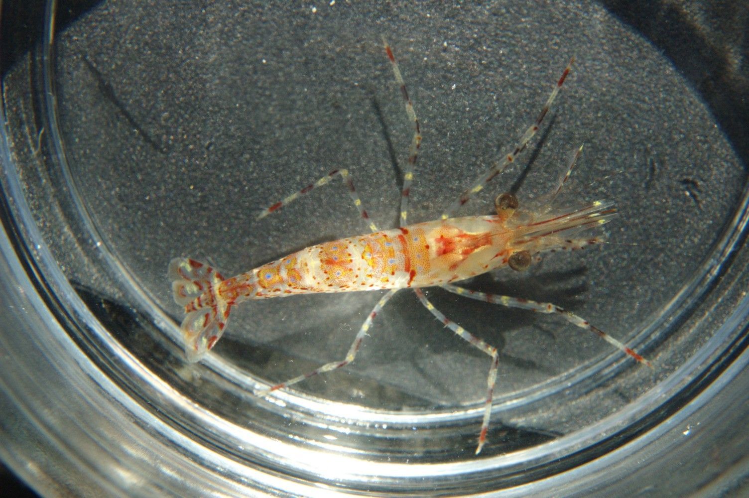 Image of roughpatch shrimp