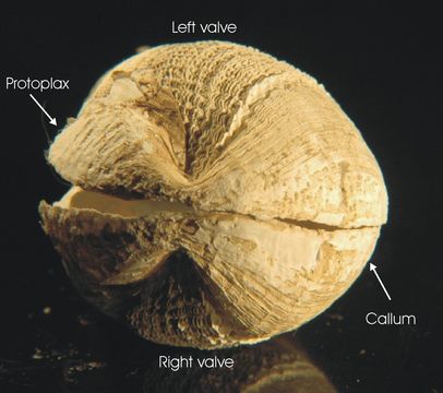 Image of Penitella turnerae Evans & Fisher 1966