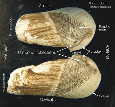 Image of Penitella turnerae Evans & Fisher 1966