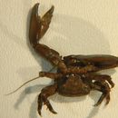 Image of flattop crab