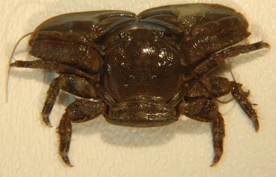 Image of Crevice-dwelling porcelain crab