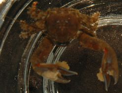 Image of Crevice-dwelling porcelain crab