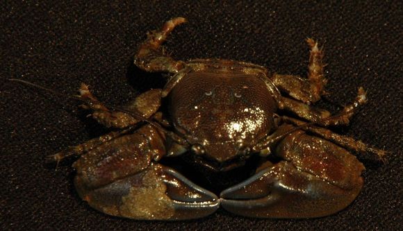 Image of flattop crab