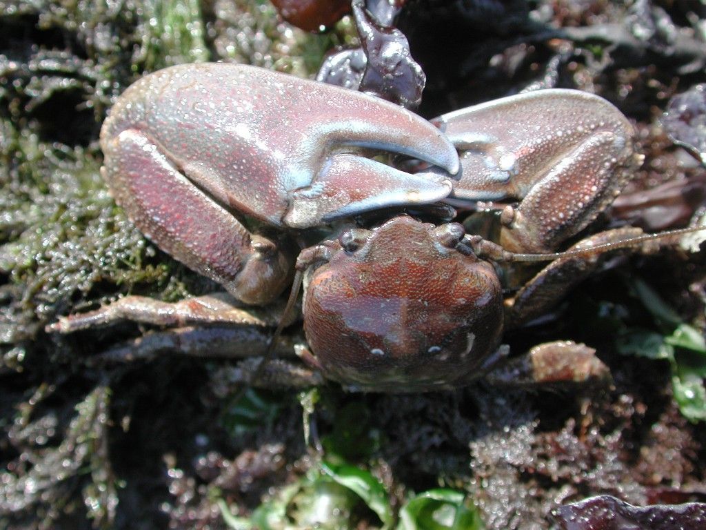 Image of flattop crab