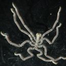 Image of clawed sea spider