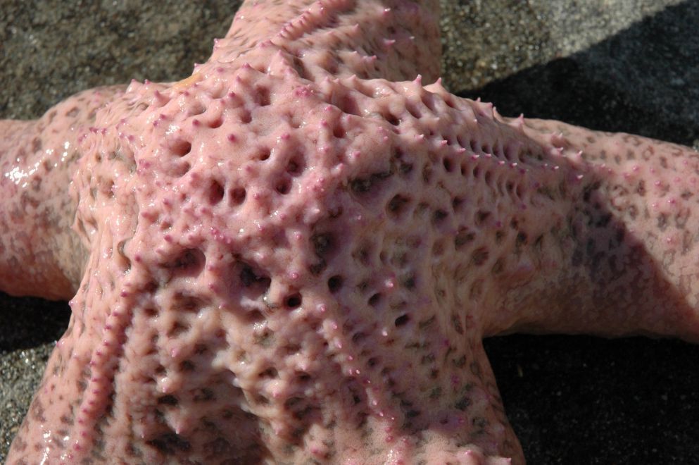 Image of Giant Pink Sea Star