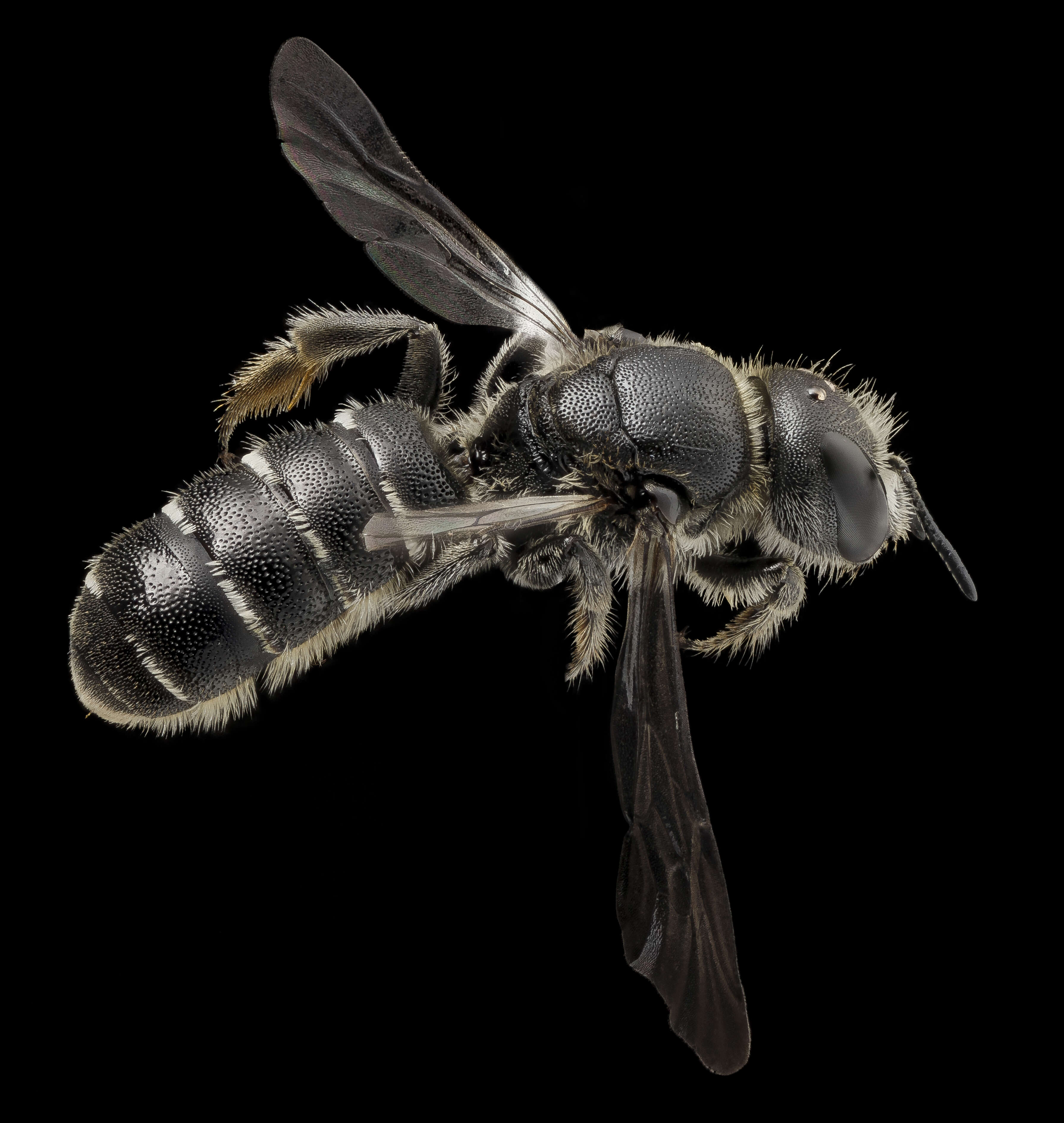 Image of Bee