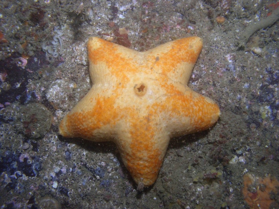 Image of slime stars