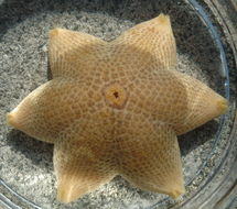 Image of Tesselated slime star