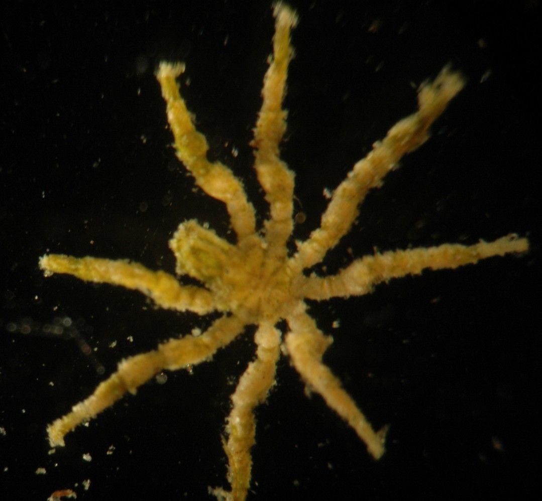 Image of Tanystylum occidentalis (Cole 1904)