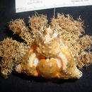 Image of rhinoceros crab