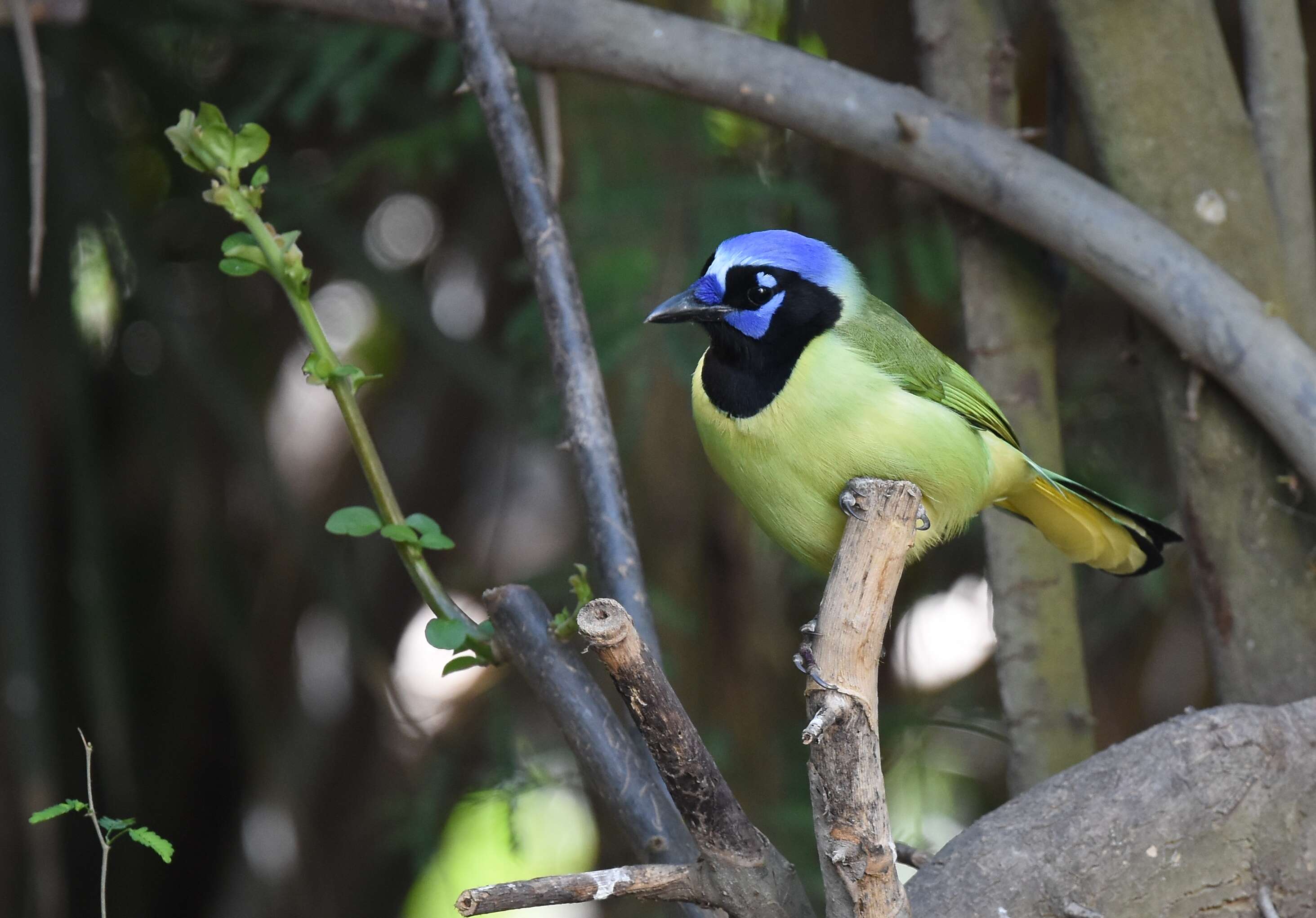 Image of Green Jay