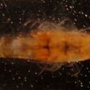 Image of <i>Stylomysis grandis</i>