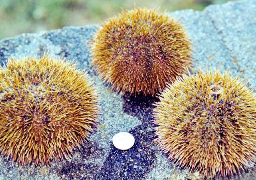 Image of green sea urchin