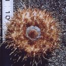 Image of White sea urchin