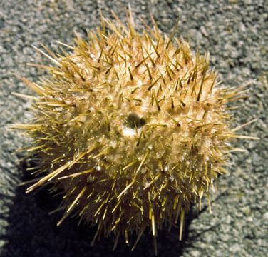 Image of White sea urchin