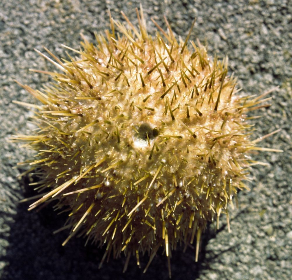 Image of White sea urchin