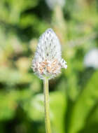 Image of Hare's-foot Plantain