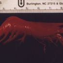 Image of Quayle spiny-tailed shrimp